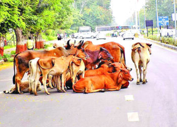 પશુઓની વેદના : માલિકો ઘરે બાંધવા તૈયાર નથી, પેટની આગ ઠારવા રસ્તે રજકો પણ નસીબ નહીં : જાયે તો જાયે કહા?!