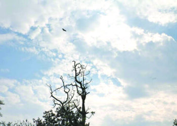 ભાવનગરમાં સતત બીજા દિવસે ધાબડીયુ વાતાવરણ