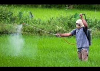 આગામી તા.૨૯ થી તા.૩૧ માર્ચ દરમિયાન કમોસમી વરસાદની આગાહીના પગલે આંબાની ખેતી કરતા ખેડૂતોને રાસાયણિક, સેન્દ્રિય ખાતર અને હોર્મોન્સનો છંટકાવ ન કરવાની ભલામણ