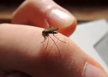 શું મચ્છરોએ જીવન મુશ્કેલ બનાવ્યું છે? આજે જ કરો આ 5 સરળ ઉપાય, તો તમને શાંતિથી ઊંઘ આવશે