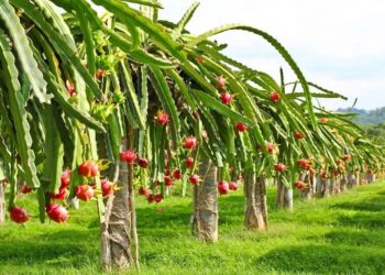 આ ફળ ઝડપથી ઓછું કરે છે હાઈ કોલેસ્ટ્રોલ, સ્વાસ્થ્યને મળે છે આ ફાયદા