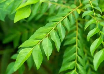 Curry Leaves Benefits: શું પરિવાર હંમેશા રોગોથી ઘેરાયેલું રહે છે? આ પાનનું સેવન કરો, મુશ્કેલી દૂર થતી જોવા મળશે