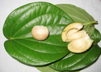 ડાયાબિટીસથી લઈને તણાવ ઘટાડવા સુધી, જાણો સોપારીના 5 આશ્ચર્યજનક ફાયદા