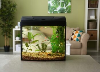 ઘરમાં એક્વેરિયમ રાખવાથી બદલાઈ શકે છે તમારું ભાગ્ય, જાણો તેના ફાયદા