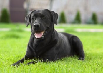 કાળો કૂતરો પાળવાથી દૂર થાય છે ગ્રહોના દોષ, પ્રસન્ન થાય છે આ દેવી-દેવતાઓ