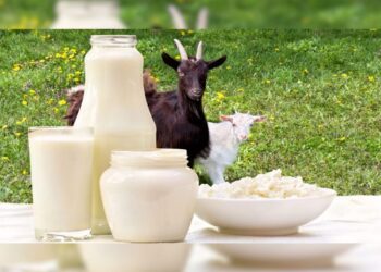 Goat Milk: બકરીનું દૂધ ગાય અને ભેંસ કરતાં પણ વધુ શક્તિશાળી છે, આ 5 રોગોનો દુશ્મન છે