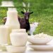 Goat Milk: બકરીનું દૂધ ગાય અને ભેંસ કરતાં પણ વધુ શક્તિશાળી છે, આ 5 રોગોનો દુશ્મન છે