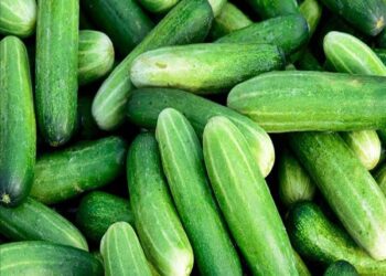 Cucumber Side Effects:શું તમારે આ સમયે કાકડી બિલકુલ ન ખાવી જોઈએ? લાભને બદલે નુકસાનની ઉજવણી થશે