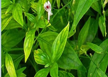 Healthy Herb: આ લીલો છોડ છે આ 5 રોગોનો ‘કાળ’, જાણો શા માટે તેનું સેવન કરવું જોઈએ..
