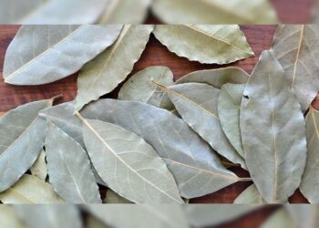 Bay Leaf Benefits: તમાલપત્રના પાંદડા માત્ર સ્વાદમાં જ નહીં પણ સ્વાસ્થ્યની દ્રષ્ટિએ પણ ચેમ્પિયન છે, તેઓ આ 5 રોગોને નિયંત્રિત કરે છે…