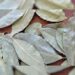Bay Leaf Benefits: તમાલપત્રના પાંદડા માત્ર સ્વાદમાં જ નહીં પણ સ્વાસ્થ્યની દ્રષ્ટિએ પણ ચેમ્પિયન છે, તેઓ આ 5 રોગોને નિયંત્રિત કરે છે…