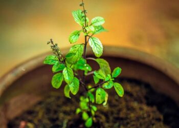 દેવશયની એકાદશી પર ક્યારેય ન કરો તુલસી સાથે જોડાયેલી આ ભૂલો, બરબાદ થઈ શકે છે જીવન