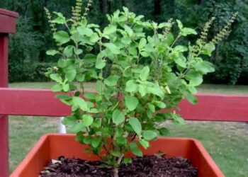 કયા દિવસે તુલસીના પાન ન તોડવા જોઈએ? તોડતા પહેલા જાણી લો આ વાત