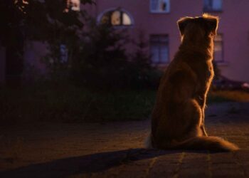 રાત્રે કૂતરાનું રડવું એ સામાન્ય વાત નથી, તેની પાછળ એક ઊંડો સંકેત છુપાયેલો છે!