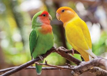 વાસ્તુ ટિપ્સઃ ઘરમાં લગાવો આ 5 પ્રકારના પક્ષીઓની તસવીરો, ચમકશે ભાગ્ય