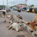 અન્ય રાજ્યોમાં રખડતા ઢોરને લઈને પોલીસી છે તો ગુજરાતમાં કેમ નહિ?