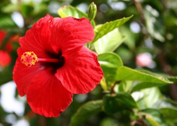 વાસ્તુ શાસ્ત્ર: ચપટી વગાડતા જ ભાગ્ય બદલી શકે છે આ ફૂલ, ઘરની આ દિશામાં લગાવવાથી દૂર થશે ગરીબી