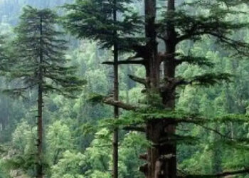 અશ્વિન તથા ચહલને ટીમમાં સમાવવા જરૂરી હતા