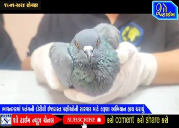 ભાવનગરમાં પતંગની દોરીથી ઘાયલ પક્ષીઓની સારવાર માટે કરૂણા અભિયાન હાથ ધરાયું