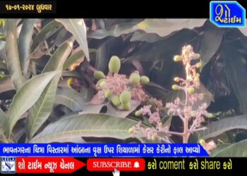 ભાવનગરમાં આંબાના વૃક્ષમાં શિયાળામાં જ કેસર કેરીનો ફાલ આવ્યો