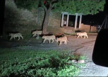 ગીરગઢડાના ખિલાવડ ગામે રાત્રીના 12 સિંહોનું ટોળું રસ્તા પર